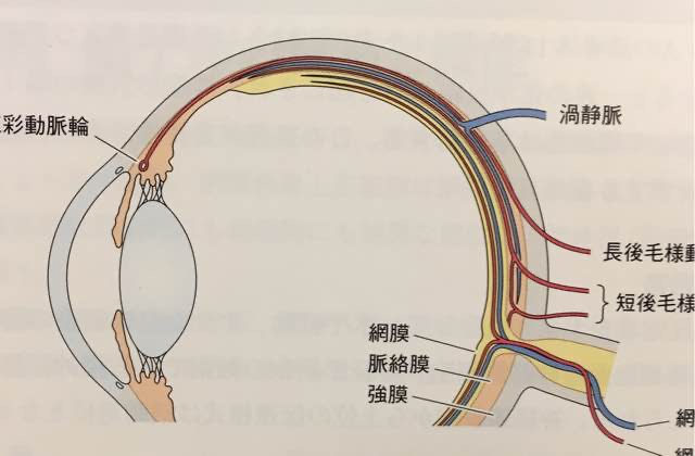 図のうすい黄色の部分が「網膜」であり、他の膜との間にたくさんの動脈・静脈が通っている（図1）